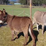 Jaegersteig * Waldmünchen